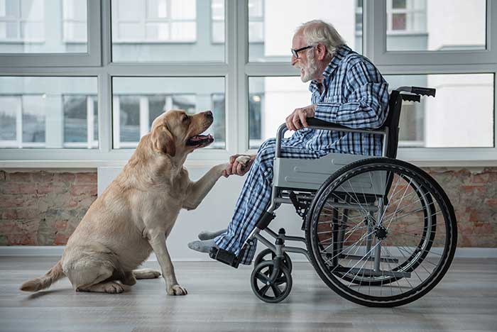 therapy and service animals are rising in popularity in the modern world.