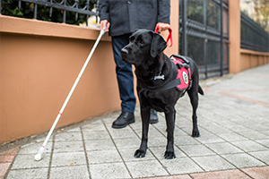 therapy and service animals are rising in popularity in the modern world.