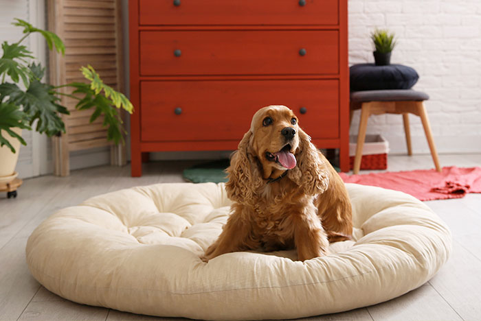 Hippy Pups. How to Choose the Perfect Bed for Your Dog. Just like humans, dogs need a comfortable place to sleep in order to feel rested and rejuvenated.