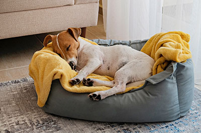 Hippy Pups. How to Choose the Perfect Bed for Your Dog. A comfortable bed can also help your dog feel safe and secure, which is important for reducing anxiety and stress.