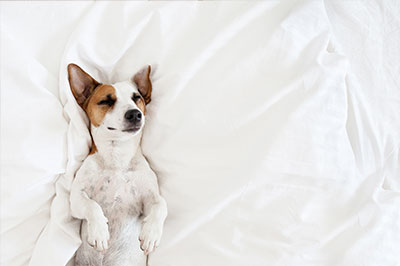 Hippy Pups. How to Choose the Perfect Bed for Your Dog. Choosing the perfect bed for your dog is an important decision that can have a big impact on their overall health and happiness