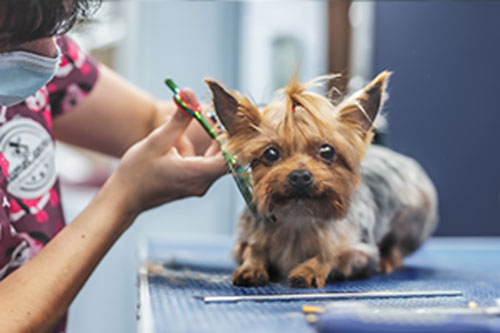 Hippy Pups. The Benefits of Canine Grooming for Your Pet's Health. An experienced groomer can detect skin problems in your dog, such as irritations, rashes, or inflammations. Early detection of these problems can prevent major complications in the future.