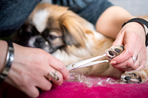 Hippy Pups. The Benefits of Canine Grooming for Your Pet's Health. Make sure to take your dog to the groomer regularly to maintain their coat in good condition, prevent health problems and allergies, and improve their appearance and smell.