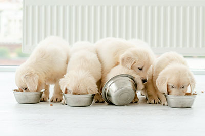 Hippy Pups. Why Choosing the Right Food for Your Pet is Important. Make sure to consider their specific nutritional needs and read food labels to choose high-quality, healthy foods.