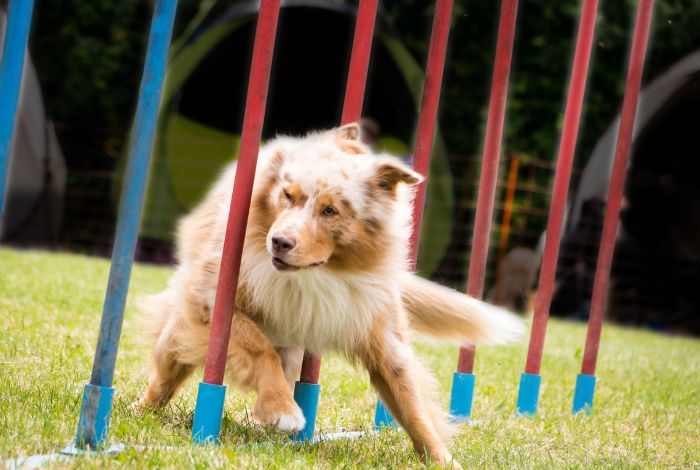 Hippy Pups. 10 Fun Exercises to Stimulate Your Dog's Mind and Improve Their Behavior. We believe in providing the best care and enrichment for your pets.