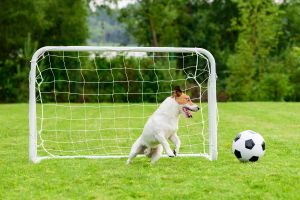 Hippy Pups. 10 Fun Exercises to Stimulate Your Dog's Mind and Improve Their Behavior. From puzzle toys to scent games, we've got everything you need to keep your pup happy and engaged.