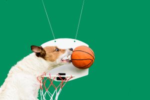 Hippy Pups. 10 Fun Exercises to Stimulate Your Dog's Mind and Improve Their Behavior. Don't forget to have fun and bond with your furry friend in the proces