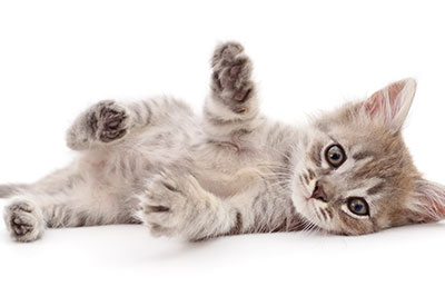 Hippy Pups. 5 Curiosities About Cats You Probably Didn't Know. Now that you know these curiosities about cats, you can appreciate these special felines even more.