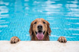 5 Tips to Keep Your Dog Cool During Summer. Remember, a cool dog is a happy dog.