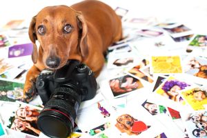  Hippy Pups. Give your pet an unforgettable memory with our professional photography service. We specialize in creating stunning portraits of your pets that you can cherish for years to come.