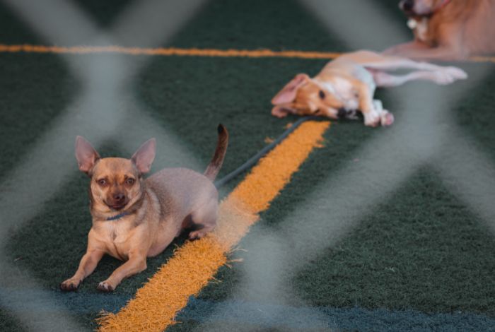 Hippy Pups. How to Choose the Perfect Dog Daycare? Tips and Recommendations. We understand how important it is to choose the right daycare for your dog.