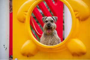 Hippy Pups. How to Choose the Perfect Dog Daycare? Tips and Recommendations. Our staff is trained and experienced in handling and caring for dogs, and our facilities are clean, spacious, and well-maintained.