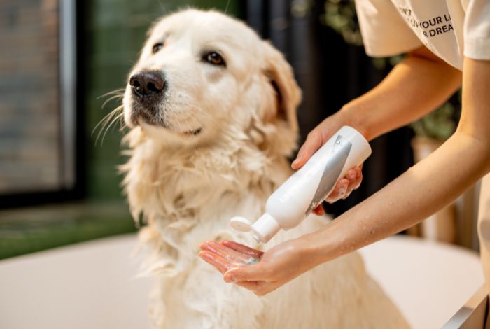 Hippy Pups.How to Choose the Right Products to Bathe Your Dog at Home. While taking your dog to a groomer for a professional bath can be a convenient option, you can also do it at home.