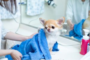 Hippy Pups.How to Choose the Right Products to Bathe Your Dog at Home. Here we share some tips and recommendations so that you can bathe your dog at home effectively and safely.