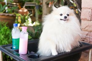 Hippy Pups.How to Choose the Right Products to Bathe Your Dog at Home. By following these tips, you will be able to bathe your dog at home effectively and safely.