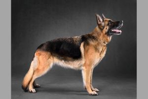 Hippy Pups. How to make your dog's coat shine naturally. A shiny coat is a sign of optimal health in your dog. With a proper diet, good hygiene, and a few supplements, you can help your dog's coat shine naturally.