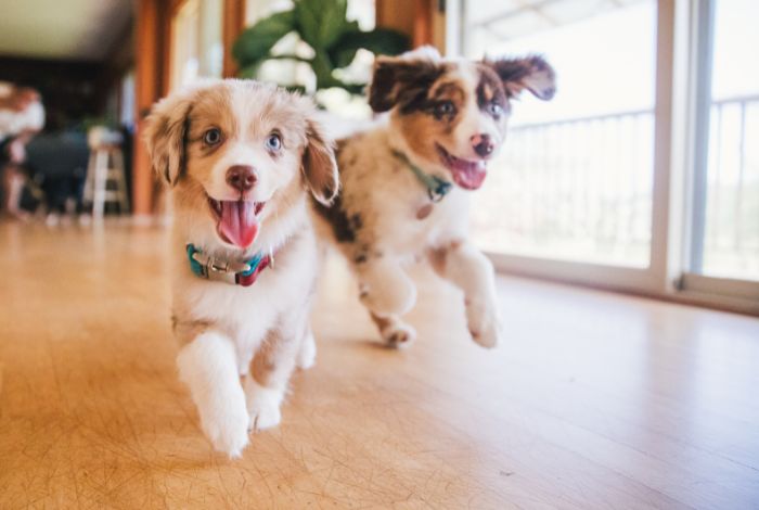 Hippy Pups. How to Prepare Your Dog for Their First Day at the Pet Hotel. Preparing your dog for their first day at the pet hotel is crucial to ensure a positive experience.