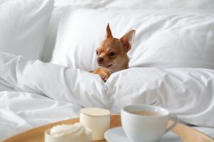 Hippy Pups. How to Prepare Your Dog for Their First Day at the Pet Hotel. Trust the hotel staff, as they will provide the care and attention your dog deserves.