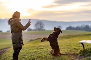 Hippy Pups. How to Teach Your Dog to Sit, Lie Down, and Stay Still in Just 5 Steps. Remember to be patient and use positive reinforcement to help your furry friend learn.