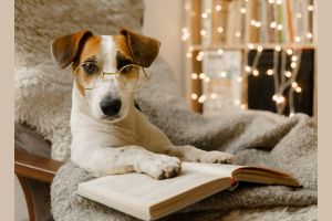 Hippy Pups. How to Teach Your Dog to Sit, Lie Down, and Stay Still in Just 5 Steps. Get your dog's attention by using their name and offering a treat.