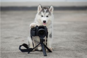 Hippy Pups. Immortalize Memories with Our Pet Photography Sessions. Imagine having beautiful, high-quality photos of your pet that you can cherish for years to come
