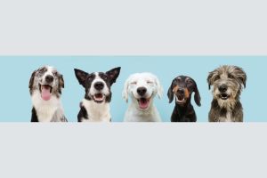 Hippy Pups. Immortalize Memories with Our Pet Photography Sessions. Our experienced photographers have a keen eye for capturing the perfect shots.