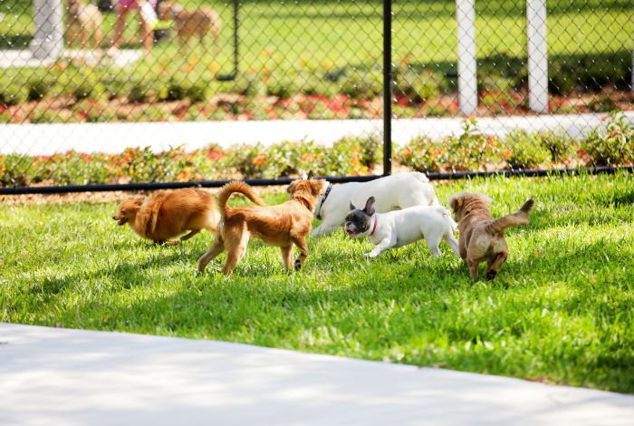 Hippy Pups. The Benefits of Socialization in Daily Dog Daycare for Your Pet's Well-being. If you're a busy pet parent, it's important to ensure your furry friend is getting the care and attention they need while you're away.