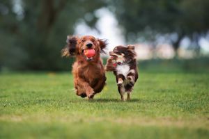 Hippy Pups. The Benefits of Socialization in Daily Dog Daycare for Your Pet's Well-being. Give your dog the best care possible and check out our blog post now.