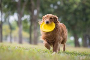 Hippy Pups. The Benefits of Socialization in Daily Dog Daycare for Your Pet's Well-being. Daily daycare may be the perfect solution for your furry friend. 