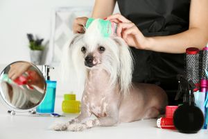 Hippy Pups. The Best Fashionable Hairstyles for Dogs in 2023: Get Inspired and Make Your Pup Look Amazing. From elegant braids to canine dreadlocks, there are options for every taste.