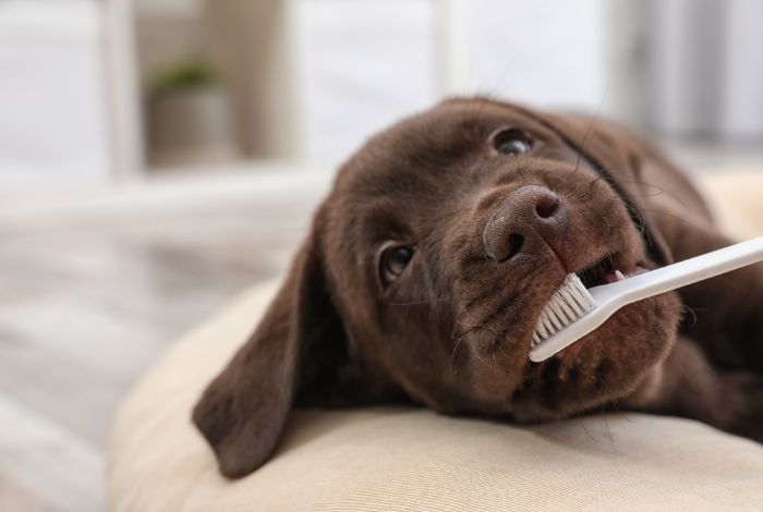 Hippy Pups. The Importance of Brushing Your Dog's Teeth: And How to Do It. By taking the time to brush your dog's teeth and promote good dental hygiene, you can help ensure that your furry friend stays healthy and happy.