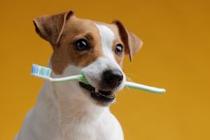 Hippy Pups. The Importance of Brushing Your Dog's Teeth: And How to Do It. Don't neglect this important aspect of your pet's health.