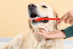 Hippy Pups. The Importance of Brushing Your Dog's Teeth: And How to Do It. Neglecting your dog's dental health can lead to serious health problems.