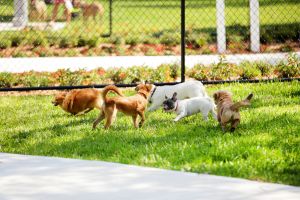 Hippy Pups. Tips to Prevent Separation Anxiety in Dogs at the Pet Hotel.Your dog deserves a happy and peaceful stay at the pet hotel.