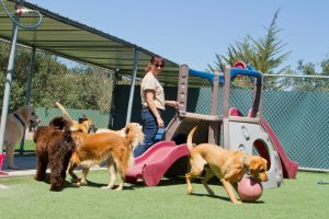 Hippy Pups. Tips to Prevent Separation Anxiety in Dogs at the Pet Hotel. Always seek guidance from the hotel staff and consult with a professional if you need additional assistance.