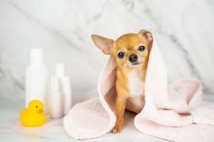 Hippy Pups. Types of Baths You Can Give Your Dog at Home. Now that you are familiar with the different types of baths you can give your dog at home, you can maintain their hygiene and health