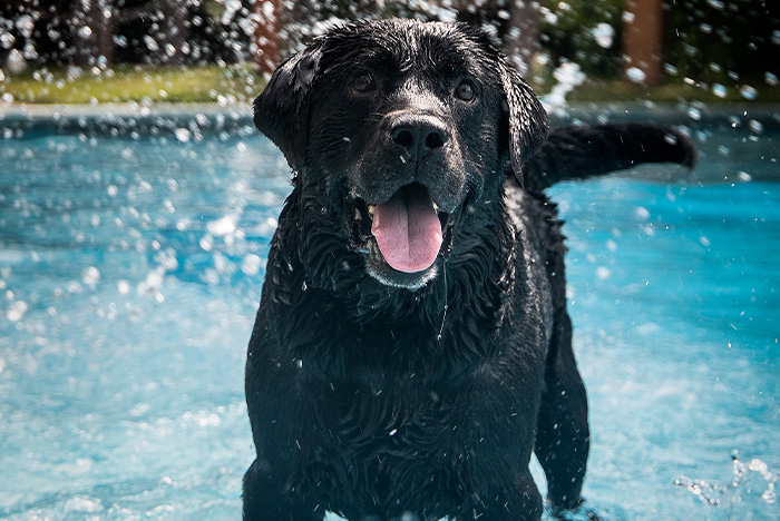 Hippy Pups. Why Daily Daycare is the Best Option for Taking Care of Your Dog While You Work. If you have a dog at home and spend most of the day working outside, it's normal to worry about their well-being and safety.