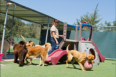 Hippy Pups. Why Daily Daycare is the Best Option for Taking Care of Your Dog While You Work. . In a daily daycare, your dog will have the opportunity to play and socialize with other dogs in a safe and supervised environment.