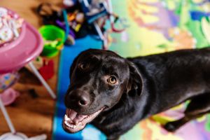 Hippy Pups. Working and Your Dog is Home Alone All Day? Discover Why a Pet Hotel is the Ideal Solution. Are you worried about leaving your dog alone for long hours while you're at work?