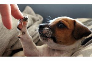 Hippy Pups. 5 Reasons Why a Pet Hotel is the Best Choice for Your Furry Friend. From professional care and comfortable accommodations to tailored exercise and nutritious meals, a pet hotel offers everything your furry friend needs to thrive.