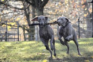 Hippy Pups. 5 Reasons Why a Pet Hotel is the Best Choice for Your Furry Friend. Give yourself peace of mind and your pet a memorable experience by choosing a pet hotel for their next stay.