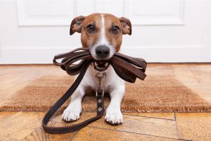Hippy Pups. Canine Training: Effective Techniques for a Happy and Balanced Dog. Our team of animal behavior experts is ready to assist you in establishing a solid foundation of obedience and improving your dog's quality of life.