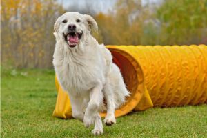 Hippy Pups. Canine Training: Effective Techniques for a Happy and Balanced Dog. Get ready to uncover effective techniques, practical tips, and inspiring anecdotes about canine training.