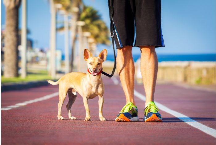 Hippy Pups. Daily Care: Essential Routines to Keep Your Pet Happy and Healthy. Daily care for your pet is essential for their overall well-being. By following these routines and tips, you can keep your furry companion happy and healthy throughout their life.