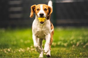 Hippy Pups. Daily Care: Essential Routines to Keep Your Pet Happy and Healthy. Are you ready to start responsibly caring for your pet? Follow these tips and enjoy a fulfilling life with your faithful companion.