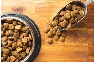 Hippy Pups. Daily Pet Care: Practical Tips to Keep Your Pet Happy and Healthy. Your pet will reward you with unconditional love and loyalty.