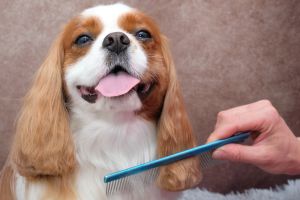 Hippy Pups. Discover the Trendiest Haircuts for Your Pet: Canine Grooming Trends. Explore these canine grooming trends and find the perfect style to make your furry friend look incredible.