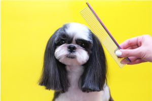 Hippy Pups. Discover the Trendiest Haircuts for Your Pet: Canine Grooming Trends. Keep your pet fashionable and make them stand out with these trendy haircuts.