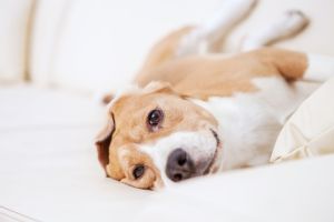 Hippy Pups. How to Choose the Best Pet Hotel for Your Four-Legged Friend. Follow these tips and make an informed decision that ensures your pet's well-being at all times.
