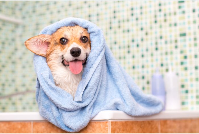 Hippy Pups. Pet Grooming: Discover the Secrets to Keeping Your Furry Companion Looking Their Best. Proper grooming is essential for keeping your pet looking their best.